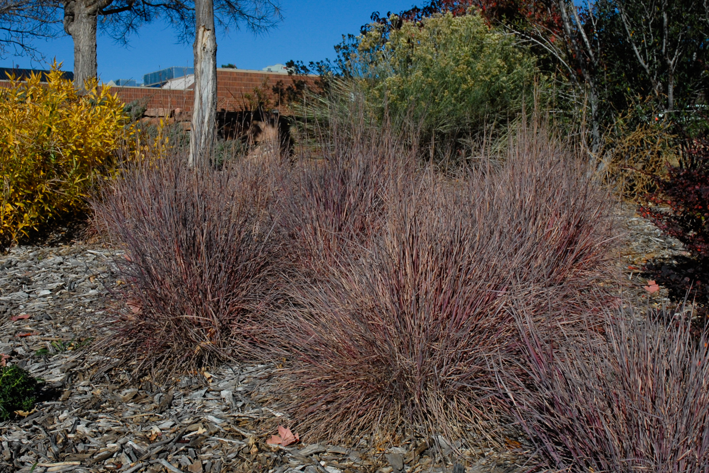 Blue Heaven Little Bluestem